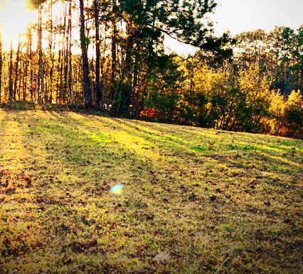 light through the trees